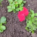 Petunia x atkinsiana പുഷ്പം