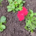 Petunia x atkinsiana Flors