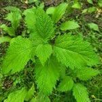 Verbena urticifolia Листок