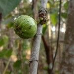 Ficus hispida Плод