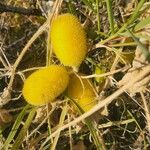 Cucumis dipsaceus Fruit