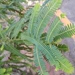 Phyllanthus emblica 葉