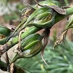 Puya mirabilis Fruit