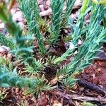 Thymelaea pubescens Yaprak