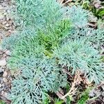 Seseli gummiferum 葉