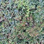 Cotoneaster dammeri Blad