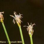 Eleocharis bonariensis Other