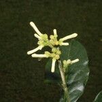 Angostura granulosa Blomst
