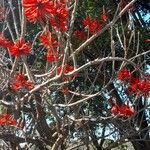 Erythrina speciosa Pokrój