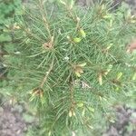 Picea glauca 葉