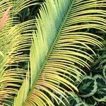 Cycas panzhihuaensis 形態