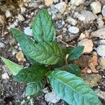 Eriobotrya japonica Leaf