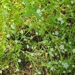 Stellaria alsine Blomma