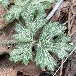 Ranunculus tuberosus Flor