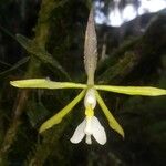 Epidendrum nocturnum Virág