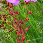 Drosera rubrifolia Flower