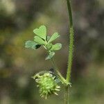 Medicago rigidula ഇല