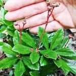 Chimaphila umbellata Habitus