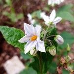 Solanum carolinense Kukka
