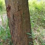 Acacia mangium Кара