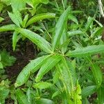 Alibertia edulis Feuille