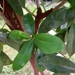 Warburgia ugandensis Blad