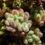 Sedum hirsutum Blad