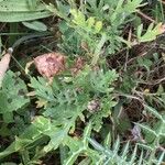 Glebionis coronaria Leaf