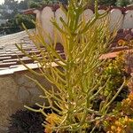 Euphorbia aphylla Hoja