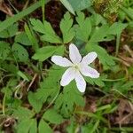 Isopyrum thalictroides Flor