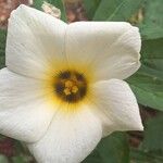 Turnera subulata Цветок