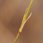 Dianthus laricifolius পাতা