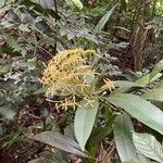 Ixora hookeri फूल