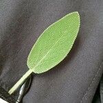 Salvia officinalis Fuelha