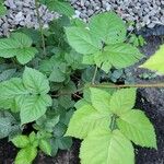 Rubus pruinosus Leaf