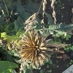 Echinops bannaticus Fruto