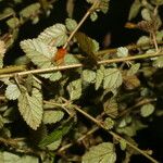 Melochia melissifolia Blad