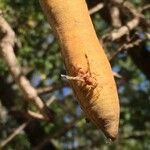 Cassia abbreviata Froito