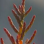 Salicornia disarticulata Altro