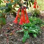Fuchsia fulgens Floare