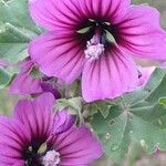 Malva arboreaFloro