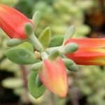 Echeveria macdougallii 花