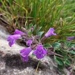 Clinopodium alpinumFlor