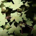 Acer grandidentatum पत्ता