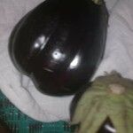 Solanum melongena Frugt