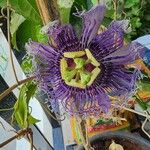 Passiflora edulisVirág