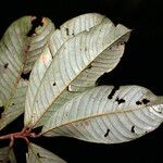 Couepia excelsa Blad