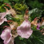 Teucrium divaricatum Floare