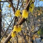 Chimonanthus praecox 花