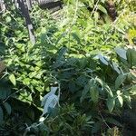Salvia discolor Habit